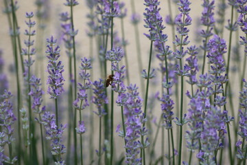 A bee drinks nectar from a purple Provence lavender