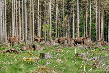 wild living European wood Bison, also Wisent or Bison Bonasus, is a large land mammal and was almost extinct in Europe, but now reintroduced to the Roothaarsteig mountains in Sauerland Germany and roa