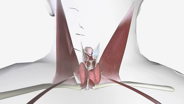 Regional Anatomy of the Thyroid Gland