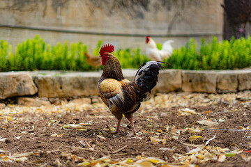 rooster in the grass
