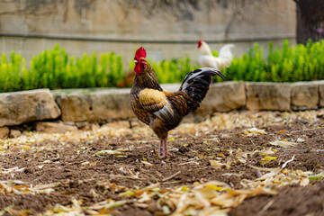 rooster in the field