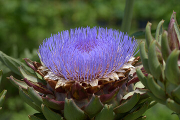 アーティチョーク・インペリアルスター