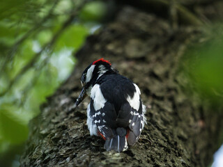 Great spotted Woodpecker (Dendrocopos major) perched on tree trunk. Wildlife scene from nature. Animal in the nature habitat. Bird in spring forest on a green background.
