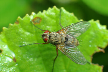 insect fly on a leaf backwards
