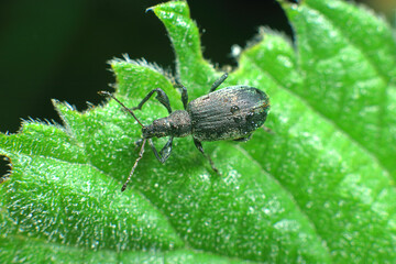 stinging nettle insect