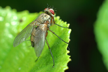 Fototapeta premium insect fly on a leaf backwards