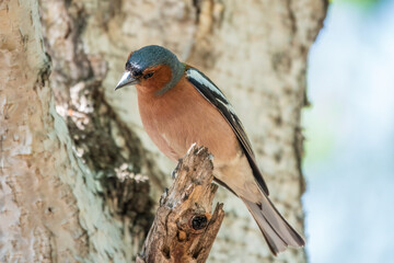 Common chaffinch, Fringilla coelebs, sits on a tree. Common chaffinch in wildlife.