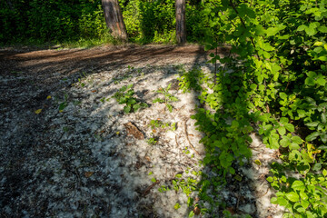White snow-like poplar seed wads cover part of a public park trail.