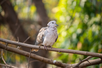 On a sunny day, a laughing dove rests on a tree branch