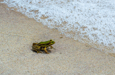 A lake frog on the beach of the city of Odessa, sailed with garbage after the explosion of the Kakhovskaya hydroelectric power station