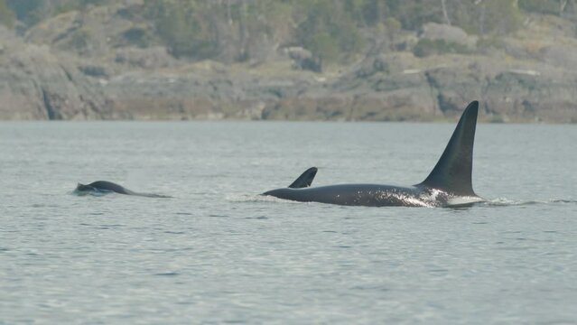 Pair of iconic male orca breaches to blow, long dorsal fins, Vancouver Island