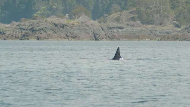 Orcas break surface to spout and breathe near Vancouver Island coast, tracking