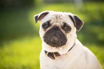Pug. Well-groomed dog. The dog is walking.