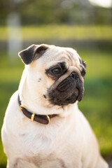 Fototapeta premium Pug. Well-groomed dog. The dog is walking.