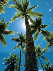 Obraz na płótnie Canvas palm trees on the sky