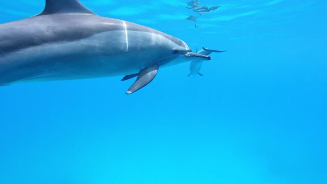 Playing Dolphins, Love Scene. Red Sea, Egypt. Slow Motion. Red Sea, Egypt. Underwater World Life. Tropical Underwater Seascape.