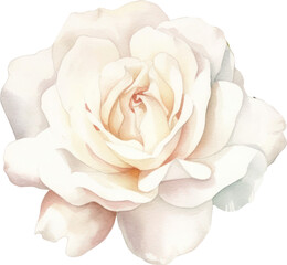 White Rose Flower Watercolor.Generative AI