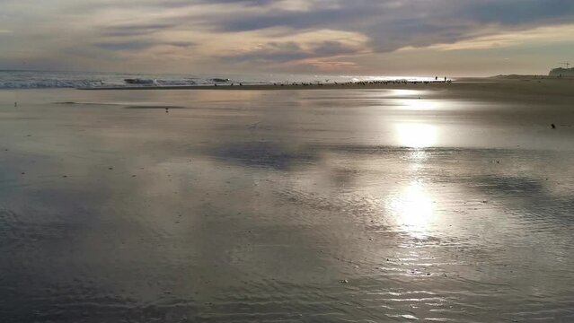 Birds on the beach. Seagulls and Calidris Alba with the waves of the sea reaching the wet sand, with reflections of the sun and the sky
