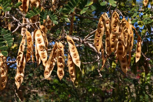Indian siris tree also known as Broome raintree (Albizia lebbeck). Tropical tree species in the family Fabaceae in Cuba. Seedpods and leaves.
