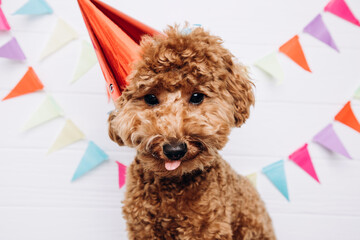 A small red poodle in a festive red cap on a white wooden background celebrates a birthday, licks his lips. Front view, close up