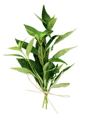 Kariyat or andrographis paniculat branch green leaves on transparent background.