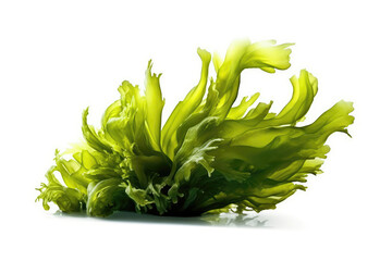 Sea Lettuce Algae On White Background. Generative AI - obrazy, fototapety, plakaty