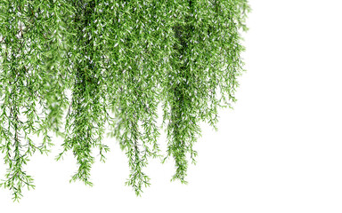 Close up creeper isolated in 3d rendering. Beauty plant png	
