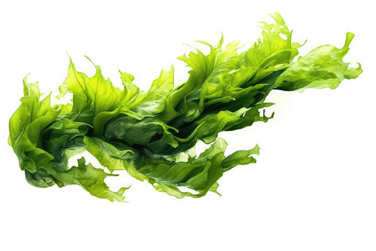 Ulva Algae On White Background. Generative AI