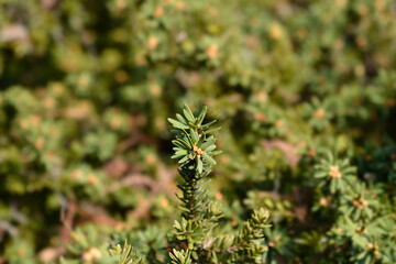 Japanese yew branch with leaves