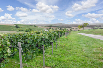 Fototapeta na wymiar Row vine grape in champagne vineyards at montagne de reims.