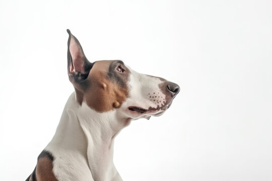 Portrait Of Dog Bull Terrier In Profile On White Background. Empty Space. Generative AI