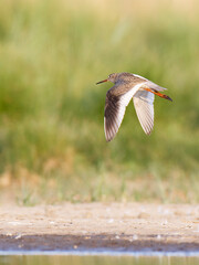 Redshank , Tringa totanus fly. Wings down. Green background