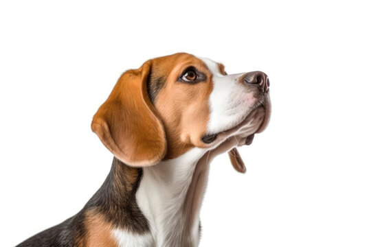 Portrait Of Dog Beagle In Profile On White Background. Generative AI