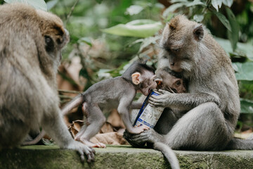 Obraz premium Family of Balinese long-tailed macaque monkey in Ubud monkey forest, Bali, Indonesia.