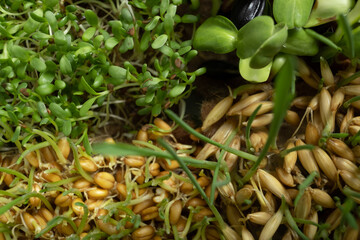 Sprouted microgreens of wheat, oats, alfalfa and sunflower. Superfood is grown at home