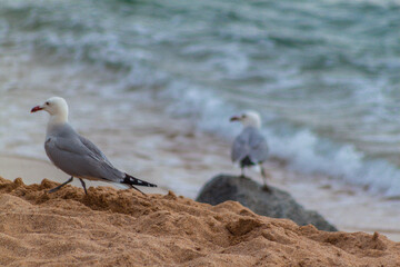seagull on the beach
