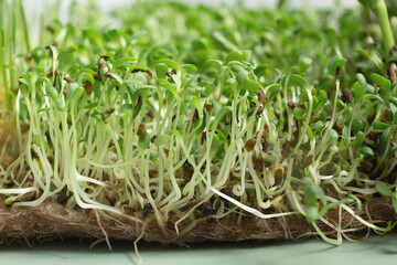 Sprouted microgreens of alfalfa close-up. Superfood is grown at home