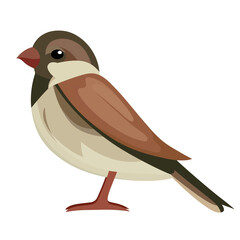 Italian sparrow bird, cisalpine sparrow flat style vector illustration, Passer italiae , The national bird of Italy vector image isolated on white background