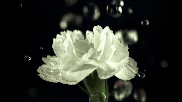 Falling drops of water on white flower. Filmed is slow motion 1000 fps. High quality FullHD footage