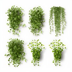 Set of Dichondra creeper Plant, isolated on white Background, Plants on a white Background, generative AI