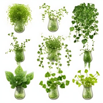Set of Dichondra creeper Plant, isolated on white Background, Plants on a white Background, generative AI