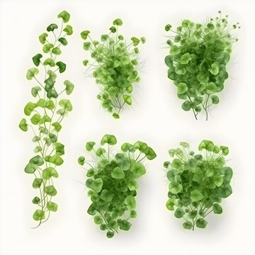 Set of Dichondra creeper Plant, isolated on white Background, Plants on a white Background, generative AI