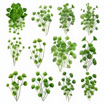 Set of Dichondra creeper Plant, isolated on white Background, Plants on a white Background, generative AI