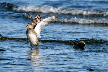Schnatterenten (Mareca strepera) an der Ostseeküste von Bornholm