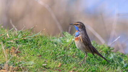 Bluethroat  on the grass