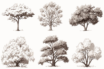 Fototapeta premium collection of trees