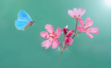 Foto op Canvas  Macro shots, Beautiful nature scene. Closeup beautiful butterfly sitting on the flower in a summer garden.  © blackdiamond67