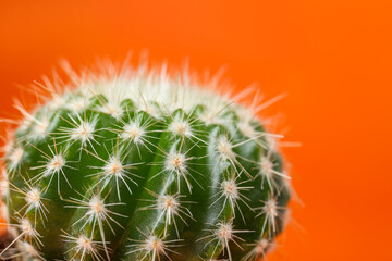 Beautiful green cactus on orange background, closeup. Tropical plant