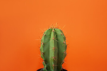 Beautiful green cactus on orange background. Tropical plant