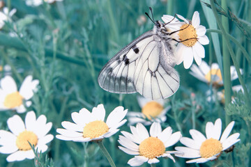 
Macro shots, Beautiful nature scene. Closeup beautiful butterfly sitting on the flower in a summer garden.
